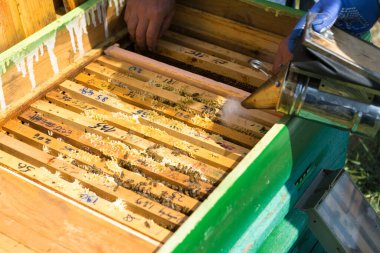 Arı kovanındaki bir çiftçi balmumu petekleriyle çerçeveleri tutar. Bal koleksiyonu için planlanmış hazırlık.