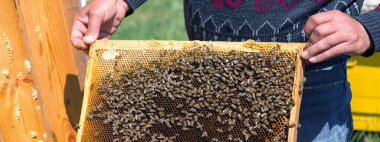 Arı kovanındaki bir çiftçi balmumu petekleriyle çerçeveleri tutar. Bal koleksiyonu için planlanmış hazırlık.