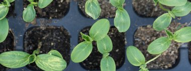 Sera koşullarında doğal gübre içeren saksılarda salatalık filizlerinin filizlenmesi.