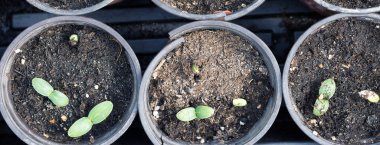 Germination of seedlings of cucumbers in pots with natural fertilizer in greenhouse conditions. clipart