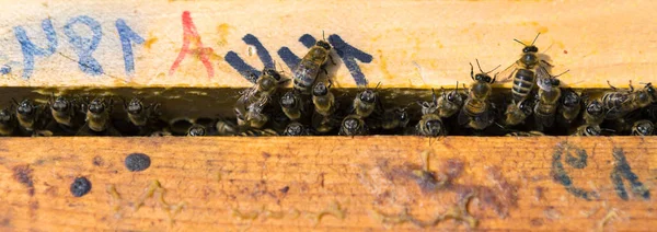 Detailní Záběr Rámu Voskovým Plástíčkem Medu Včelami Apiary Workflow — Stock fotografie