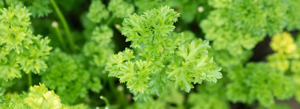 Färsk Saftig Persilja Grenar Närbild Användbara Vegetariska Kryddor — Stockfoto