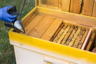 Arı kovanındaki bir çiftçi balmumu petekleriyle çerçeveleri tutar. Bal koleksiyonu için planlanmış hazırlık.