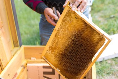 Arı kovanındaki bir çiftçi balmumu petekleriyle çerçeveleri tutar. Bal koleksiyonu için planlanmış hazırlık.