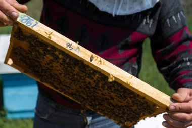 Arı kovanındaki bir çiftçi balmumu petekleriyle çerçeveleri tutar. Bal koleksiyonu için planlanmış hazırlık.