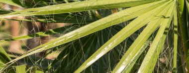 Yazın mavi gökyüzünün altında hurma dalları...