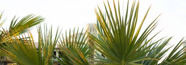 Yazın mavi gökyüzünün altında hurma dalları...