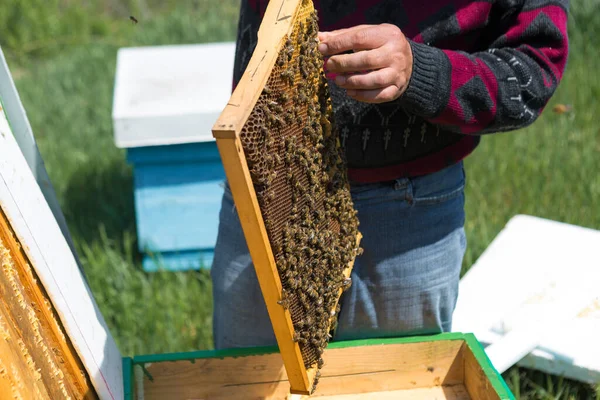 Farmer Bee Apiary Holds Frames Wax Honeycombs Planned Preparation Collection — Stock Photo, Image
