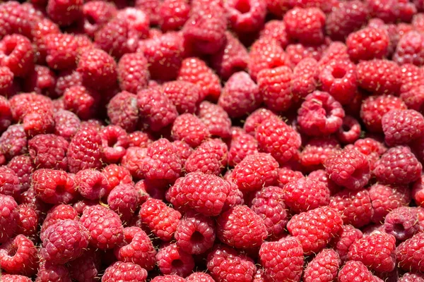 Macro Photo Framboises Fraîches Paterne Fond Framboises Rouges Douces — Photo