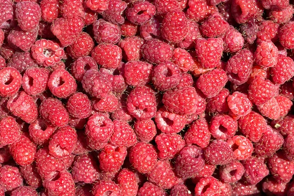 Macro Photo Fresh Raspberries Background Patern Sweet Red Raspberries — Stock Photo, Image