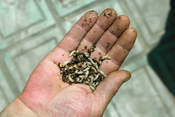 Gusanos Primer Plano Mano Hombre — Foto de Stock