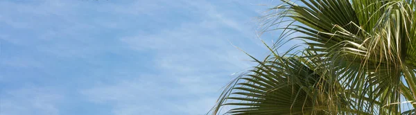 Branches Date Palms Blue Sky Summer — Stock Photo, Image