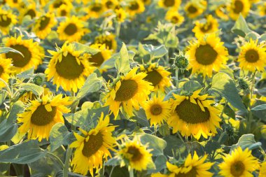 Gün batımında parlak altın ayçiçeği tarlası.