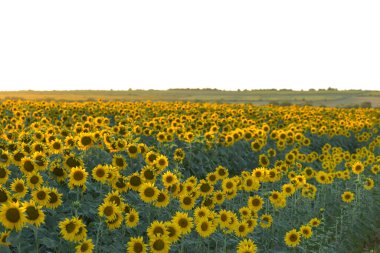 Gün batımında parlak altın ayçiçeği tarlası.