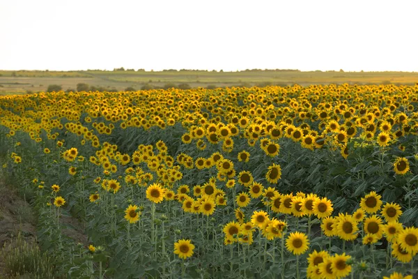 Bright Golden Sunflower Field Sunset — Stock Photo, Image