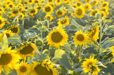 Gün batımında parlak altın ayçiçeği tarlası.