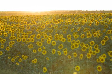 Gün batımında parlak altın ayçiçeği tarlası.