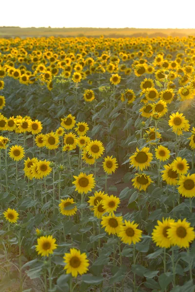 Bright Golden Sunflower Field Sunset — Stock Photo, Image