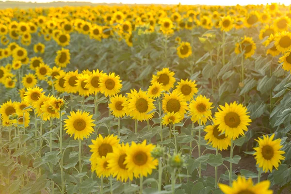 Bright Golden Sunflower Field Sunset — Stock Photo, Image