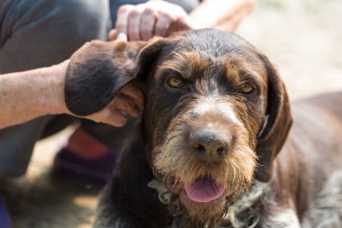 Çimlerin üzerinde dinlenen av köpeği, Alman avcı köpeği ejderha.