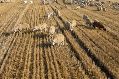 Bir keçi sürüsü buğday hasadından sonra biçilmiş bir tarlada otlar. Büyük yuvarlak yığın yığınları.
