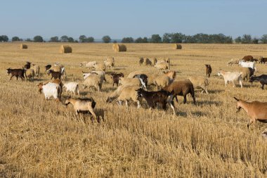 Bir keçi sürüsü buğday hasadından sonra biçilmiş bir tarlada otlar. Büyük yuvarlak yığın yığınları.