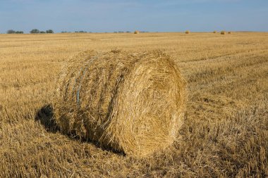 Sabah hasattan sonra tarla. Buğday tarlasında büyük saman balyaları.