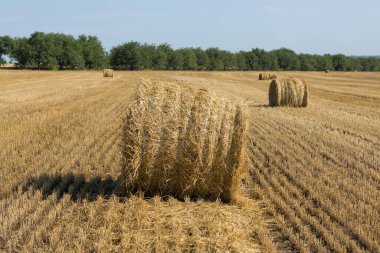 Sabah hasattan sonra tarla. Buğday tarlasında büyük saman balyaları.