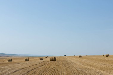 Sabah hasattan sonra tarla. Buğday tarlasında büyük saman balyaları.