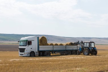 Bir traktör biçilmiş buğday tarlasında bir makinenin römorkuna yuvarlak saman balyaları koyar..