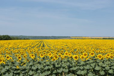 Gün batımında parlak altın ayçiçeği tarlası.