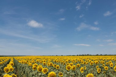 Gün batımında parlak altın ayçiçeği tarlası.