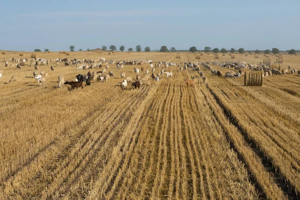 Herd Goats Graze Mown Field Harvesting Wheat Large Bales Stacks — Stock Photo, Image