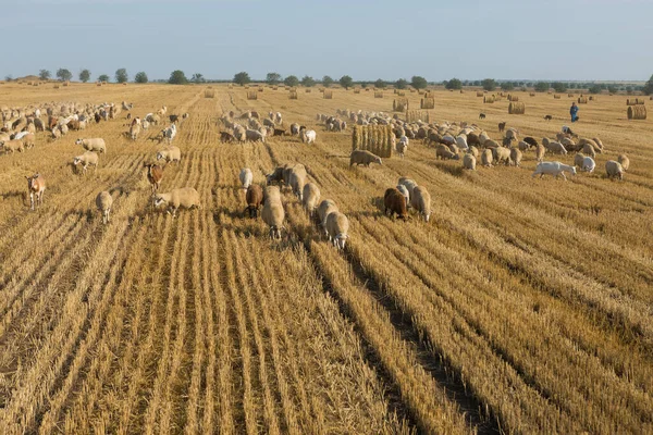 Herd Goats Graze Mown Field Harvesting Wheat Large Bales Stacks — Stock Photo, Image