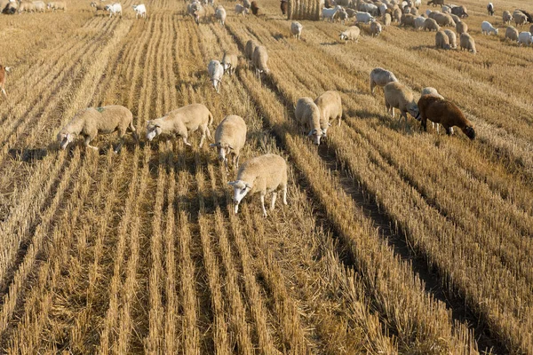 Una Manada Cabras Pastan Campo Segado Después Cosechar Trigo Grandes — Foto de Stock