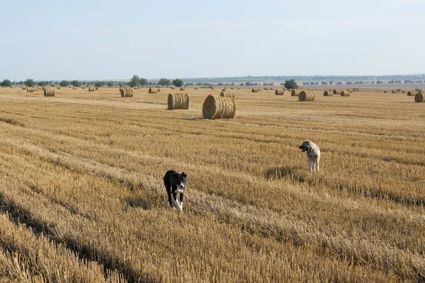 Dog Stands Wheat Field Harvesting Big Bales Straw — Stock Photo, Image