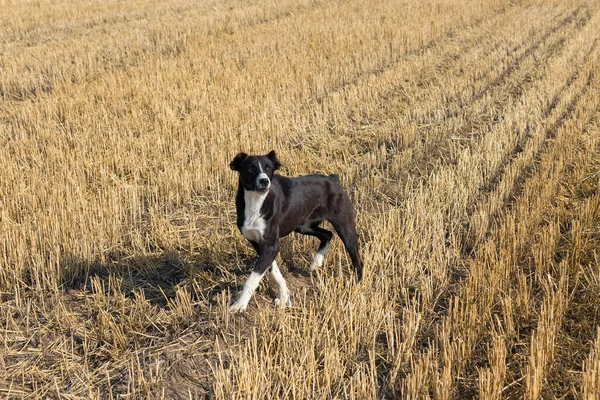 Perro Está Campo Trigo Después Cosecha Grandes Fardos Redondos Paja —  Fotos de Stock