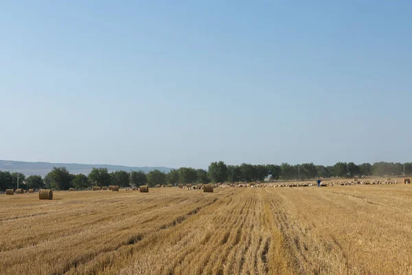 Herd Goats Graze Mown Field Harvesting Wheat Large Bales Stacks — Stock Photo, Image