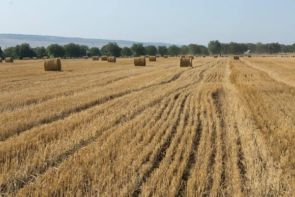 Поле Після Збору Вранці Великі Тюки Сіна Пшеничному Полі — стокове фото
