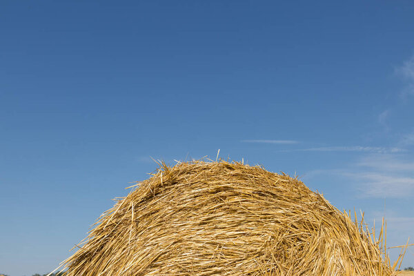 Field after harvest in the morning. Large bales of hay in a wheat field.