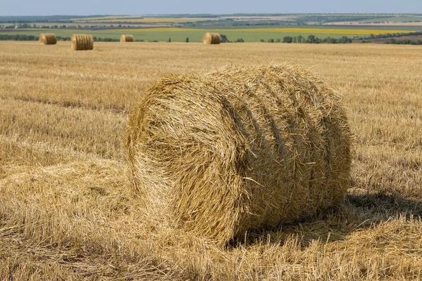 Поле Після Збору Вранці Великі Тюки Сіна Пшеничному Полі — стокове фото