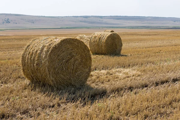 Campo Tras Cosecha Por Mañana Grandes Fardos Heno Campo Trigo — Foto de Stock