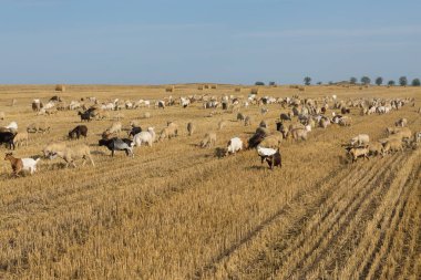 Bir keçi sürüsü buğday hasadından sonra biçilmiş bir tarlada otlar. Büyük yuvarlak yığın yığınları.