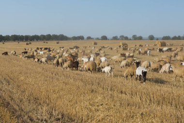 Bir keçi sürüsü buğday hasadından sonra biçilmiş bir tarlada otlar. Büyük yuvarlak yığın yığınları.