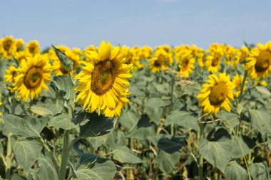 Gün batımında parlak altın ayçiçeği tarlası.