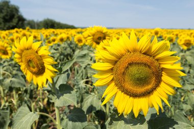 Gün batımında parlak altın ayçiçeği tarlası.