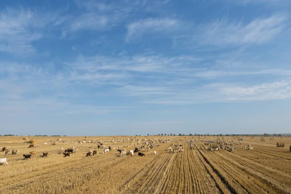 Herd Goats Graze Mown Field Harvesting Wheat Large Bales Stacks — Stock Photo, Image