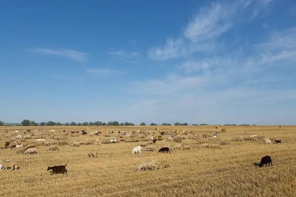 Herd Goats Graze Mown Field Harvesting Wheat Large Bales Stacks — Stock Photo, Image