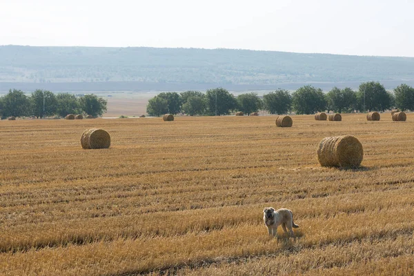 Dog Stands Wheat Field Harvesting Big Bales Straw — Stock Photo, Image