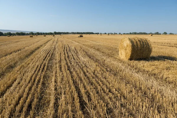 Field Harvest Morning Large Bales Hay Wheat Field — Stock Photo, Image